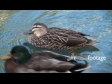 Ducks on Water 2 1157